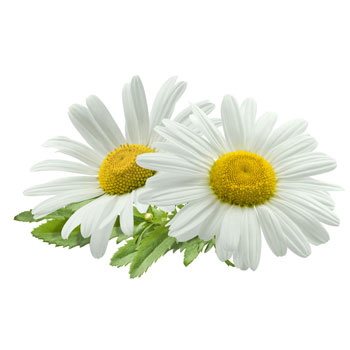 Chamomile